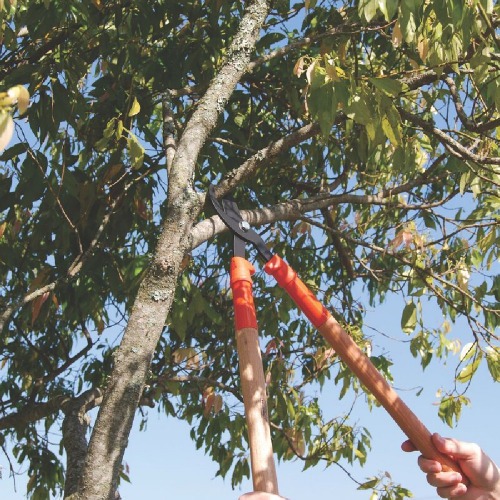 Tesoura de poda cabo de madeira comprido 60 cm Tesoura de poda cabo de madeira comprido 60 cm