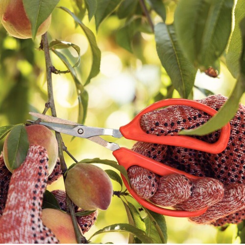 Tesoura metlica profissional para frutas com cabo plstico