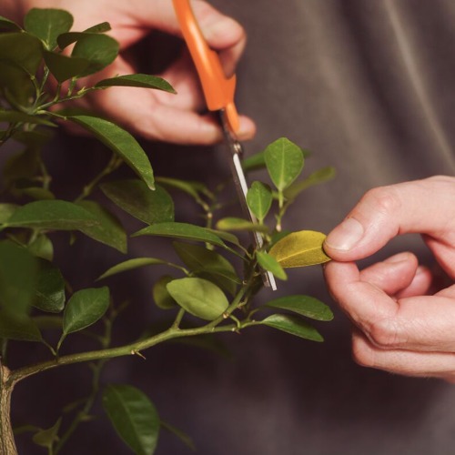 Tesoura metlica profissional para frutas com cabo plstico