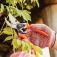 Tesoura de poda profissional - Bypass Tesoura de poda profissional - Bypass