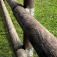 534793_cantoneira_moldada_para_eucalipto_com_plano_horizontal_0939