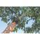 96105_serrote_dobravel_com_lamina_de_8_78372401_2